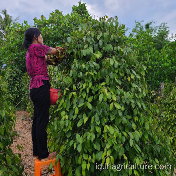 Rempah -rempah dan rempah -rempah kering grosir lada putih beraroma